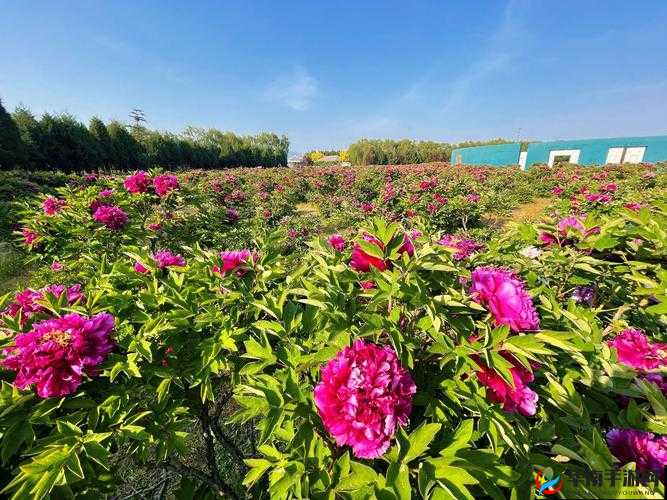 国色天香精品一卡 2 卡 3 卡 4 卡：一场视觉与心灵的盛宴