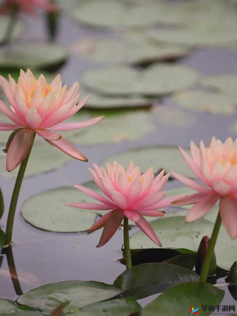 女子半夜莲花开：是生理自然现象还是另有隐情？