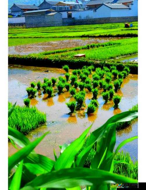 情侣的 30 种插秧法图片：浪漫与农耕的独特交融