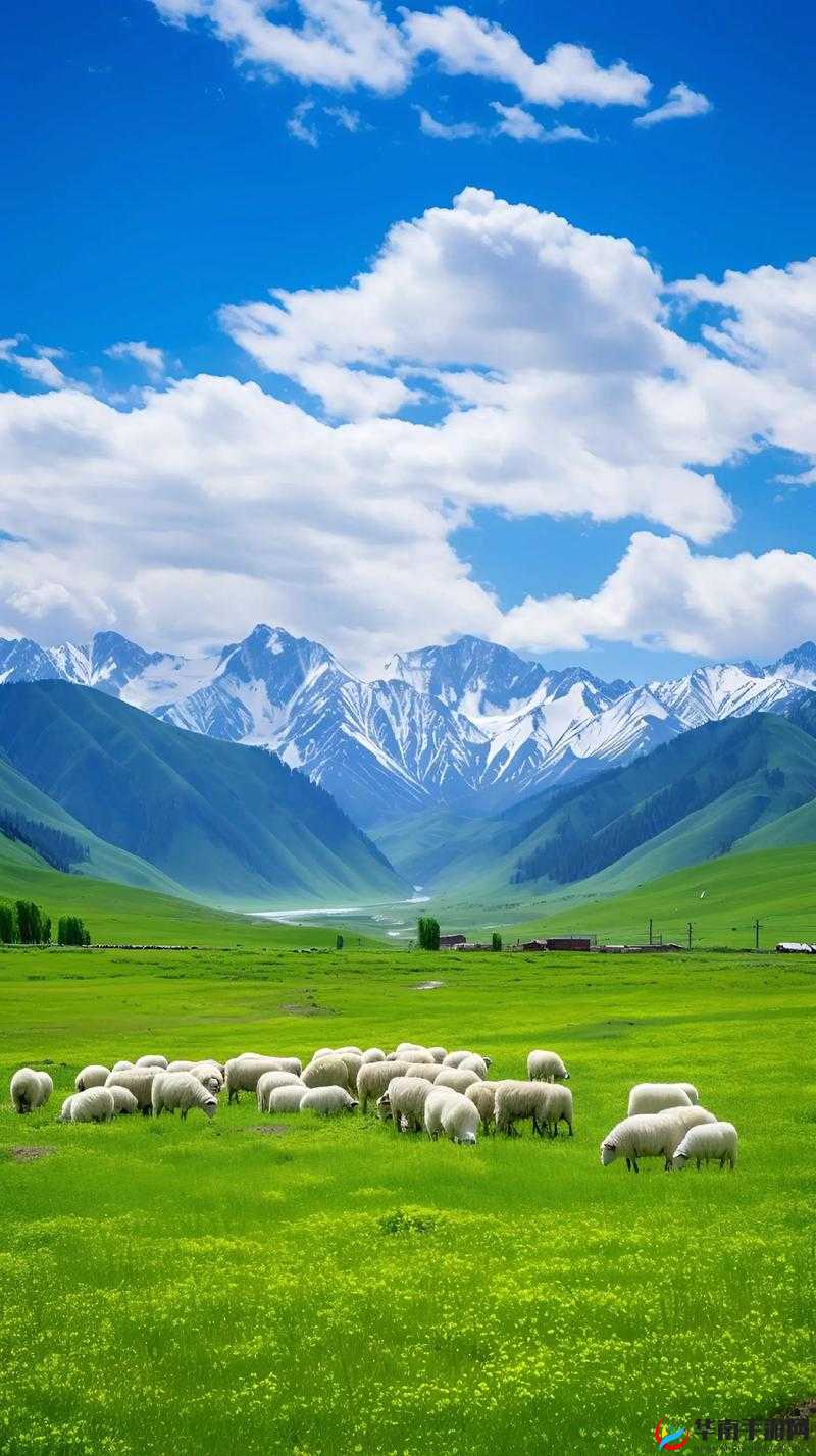 天堂草原视频免费观看：带你领略美丽的草原风光