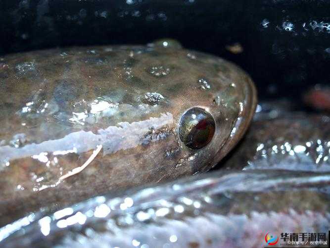 吕总扣鱼鳃：这一独特动作背后的神秘故事
