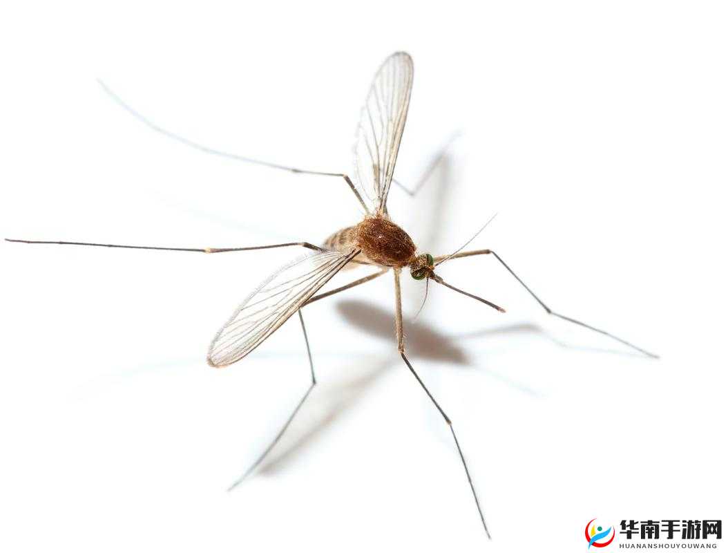 探索自然奥秘，揭秘水蚊子与捕捉技巧