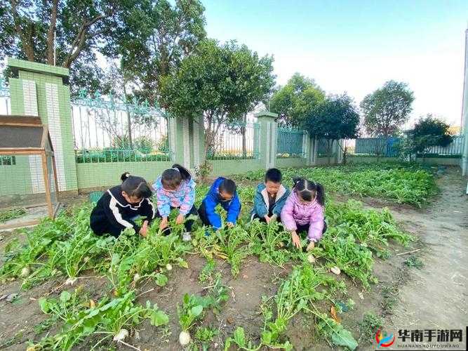 旅行者拔萝卜视频素材科普：趣味探索植物奥秘