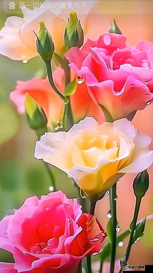 娇小性xxx滴花：让你感受极致之美