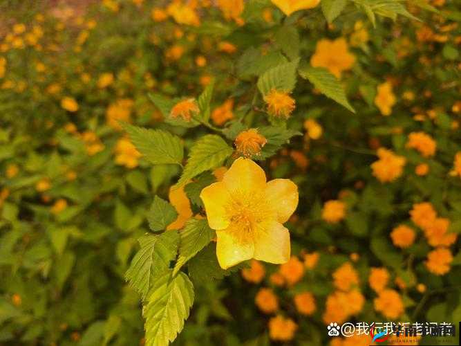 XXⅩ19-20 岁 HD 第一次：青涩绽放的青春之花