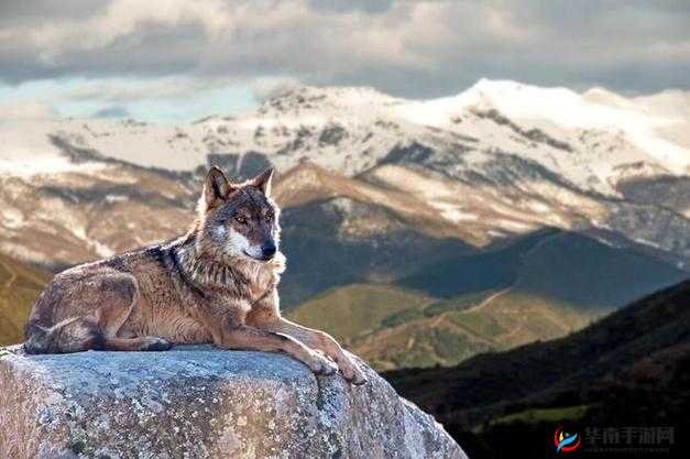 亚洲 AV 狼的独特魅力与传奇故事