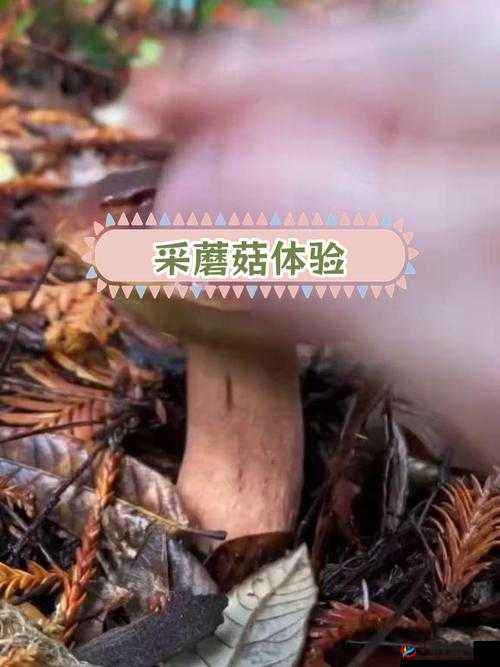 探索 x9x9x9 任意槽 108 蘑菇的奇妙世界及背后的奥秘