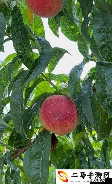 巨无霸水蜜桃 4399：探寻美味背后的神秘魅力