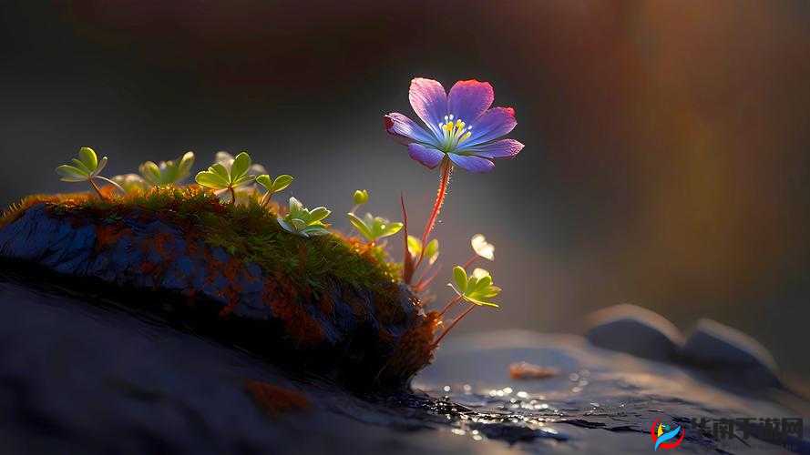 野花韩国视频大全免费：海量精彩视频等你来欣赏