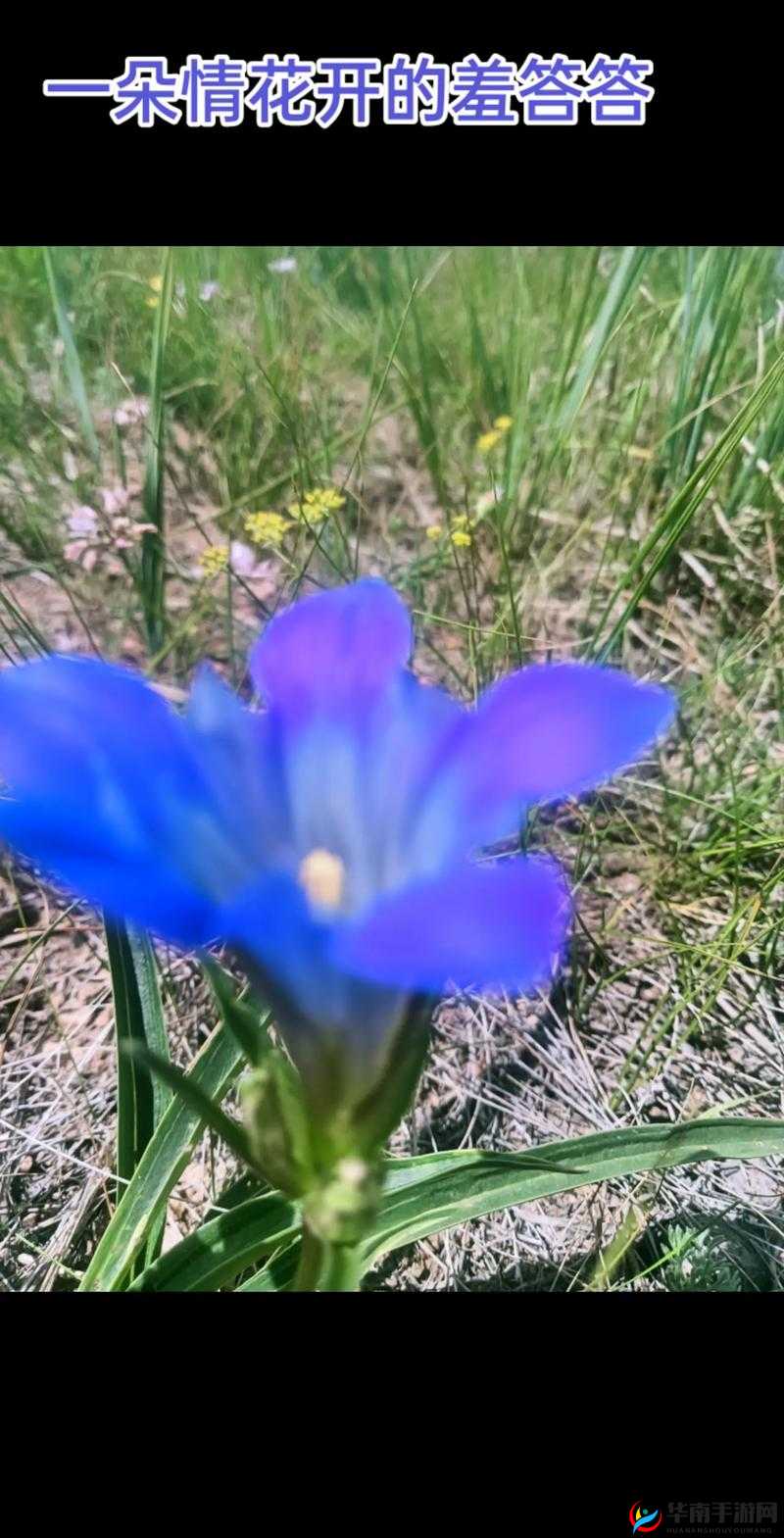 看野花视频直播，就上野花视频直播：精彩不断，让你欲罢不能