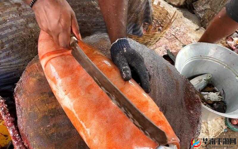 鱿鱼视频在线观看免费最新：畅享精彩视频无压力