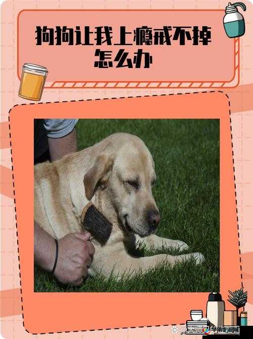 狗狗让我上瘾戒不掉怎么办：快来帮我想想办法呀