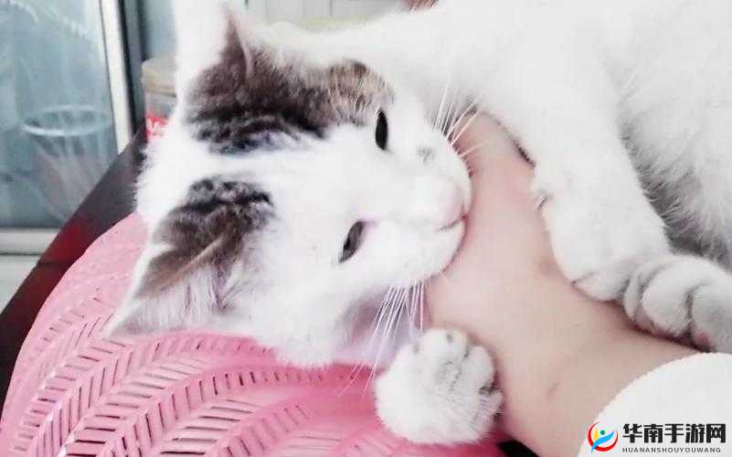 上面摸下面摸的视频免费精彩内容不容错过