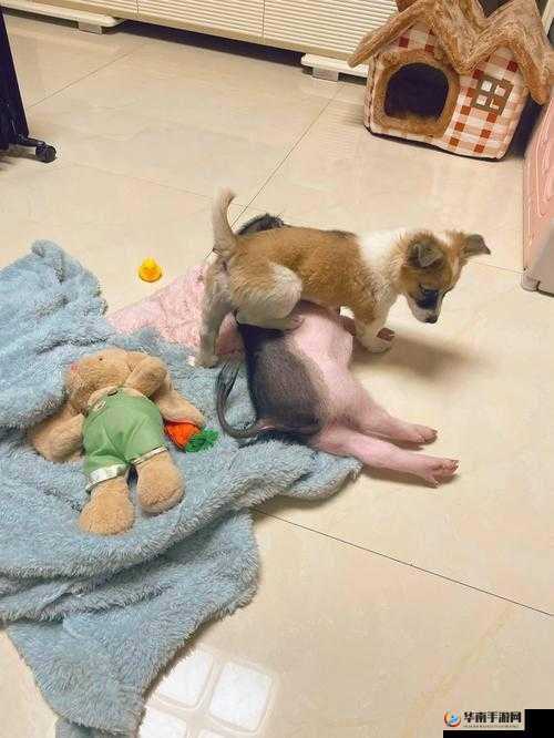 新妹妹窝：一个充满温暖与爱的地方