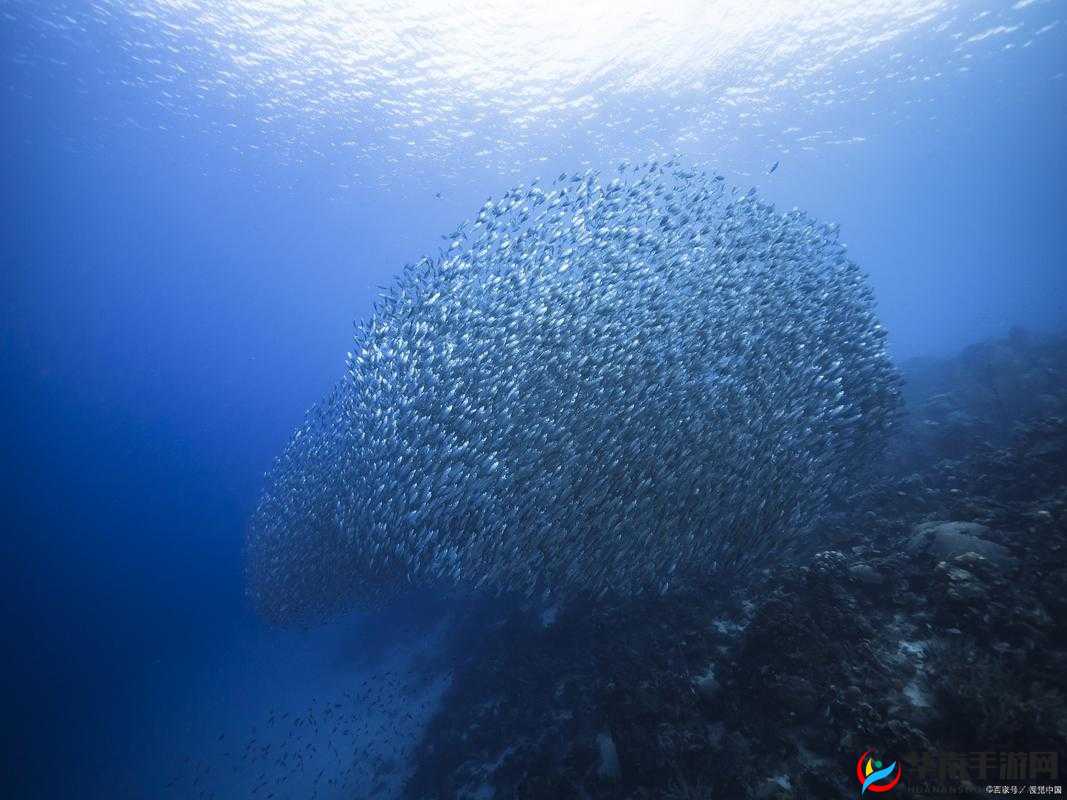 推特高风险软件：其潜在危害与应对策略探讨