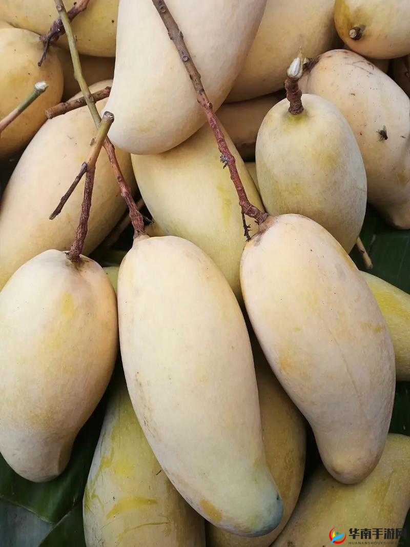 国产四线区芒果：自然成熟的甜蜜之果
