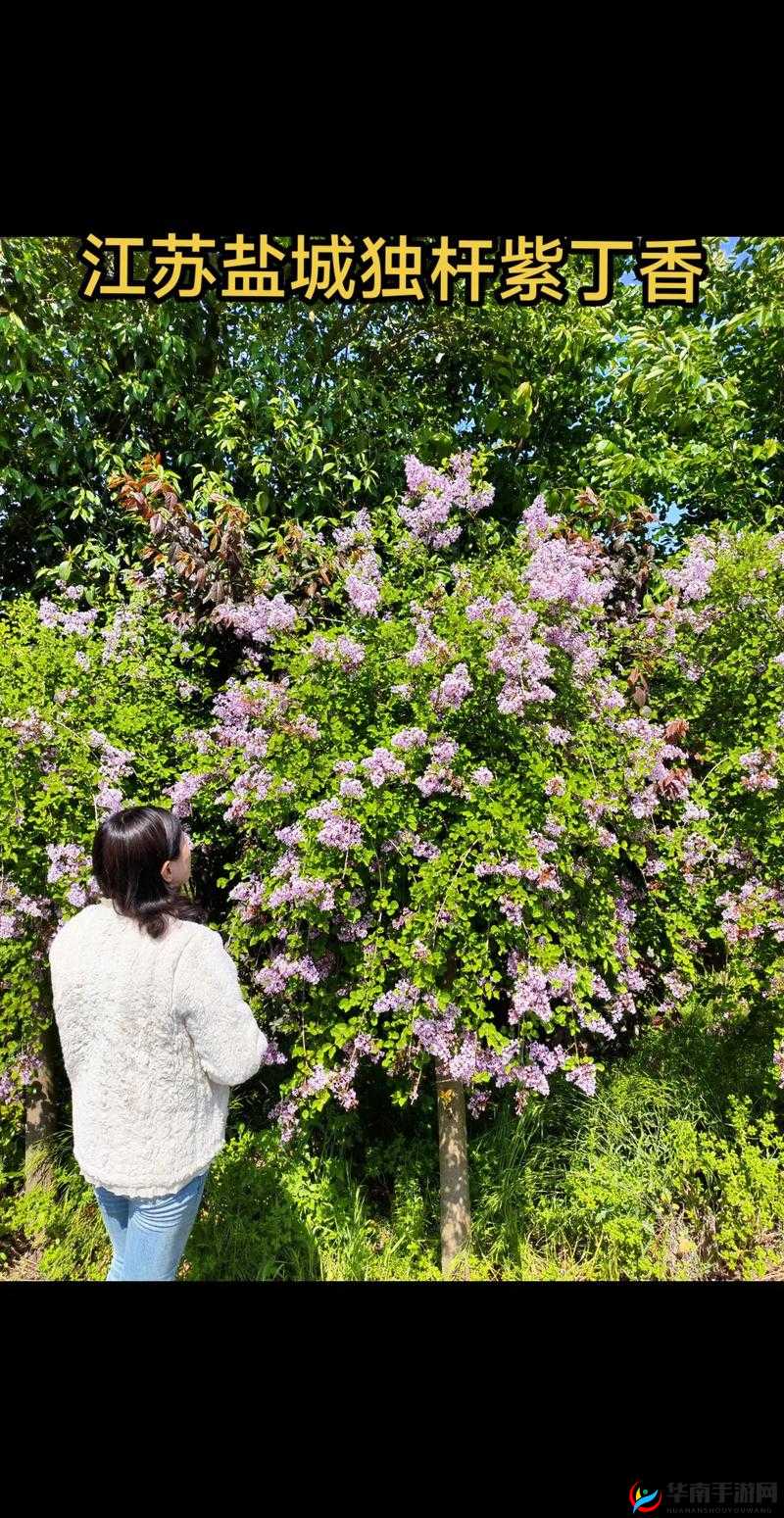 丁香八月婷婷：在时光中绽放的美丽与独特魅力