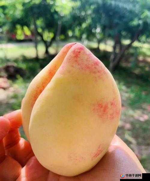 天美蜜桃传播媒体有限公司：打造优质媒体，传递美好蜜桃