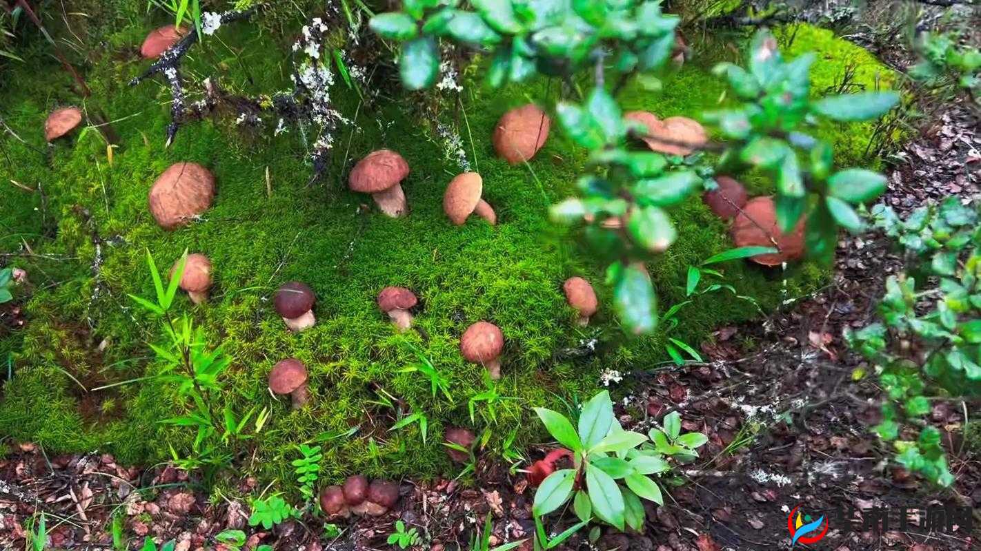 内射蘑菇：一场奇幻的冒险之旅