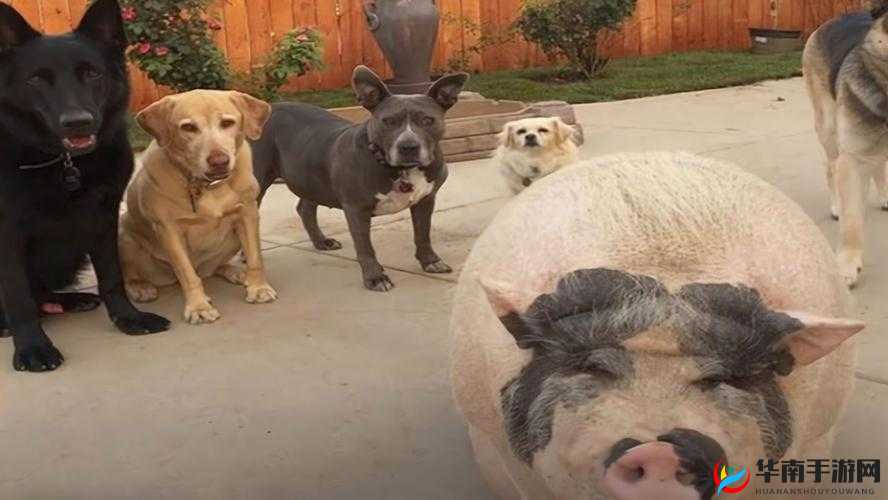 人or猪or狗已彻底下架老用户：背后原因引发广泛关注和讨论