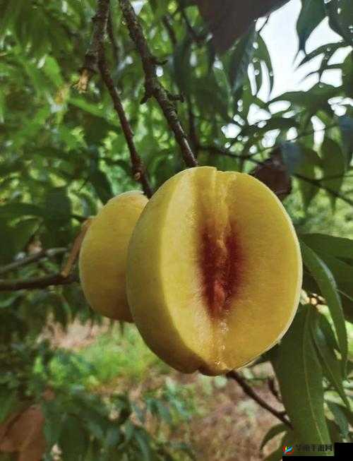 9612 黄桃亚洲品质，独具风味的美味之选