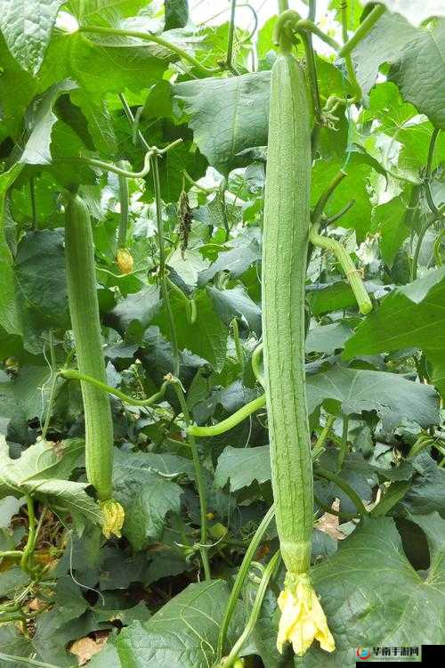 樱桃视频 APP 无限畅享看丝瓜视频丝瓜的精彩之旅