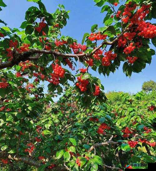 樱桃视频大全免费观看：海量精彩内容等你发现