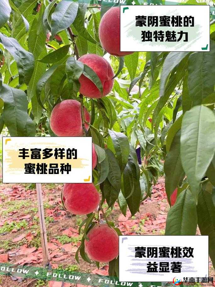 蒙阴蜜桃——源自自然的甜蜜馈赠