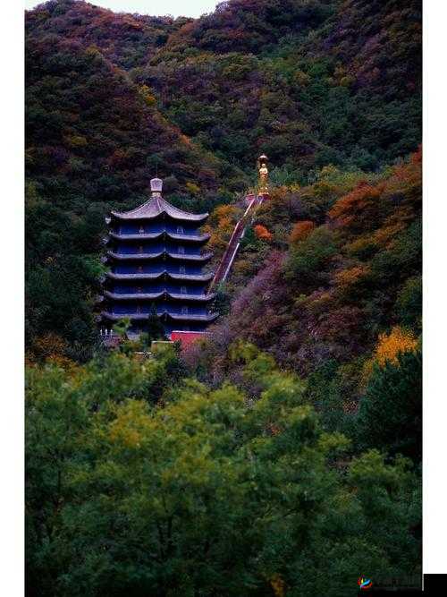 水帘白瀑如饥似渴一丛金黄排名再次被抢：背后的故事与真相