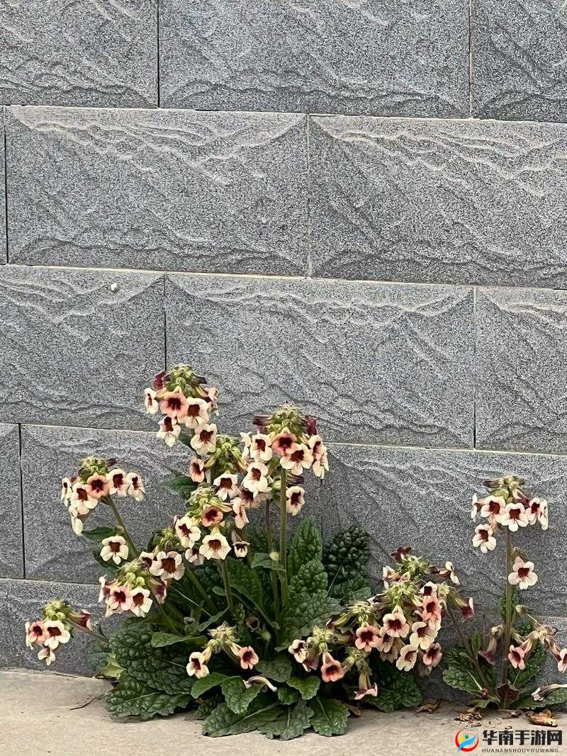 野花日本大全免费观看中文 7：探寻日本野花之美