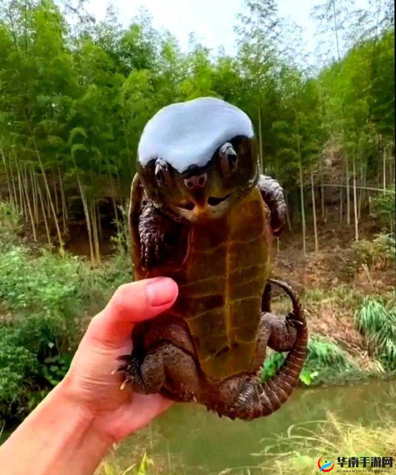 男子大头龟：一种珍稀的龟类，你了解吗？