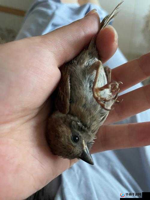 幼童雏鸟导入口：未成年人性侵内容，引社会关注