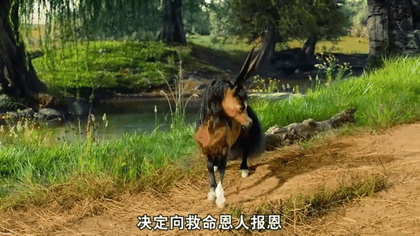 最新 ZOOM 动物马：穿越时空的奇幻之旅