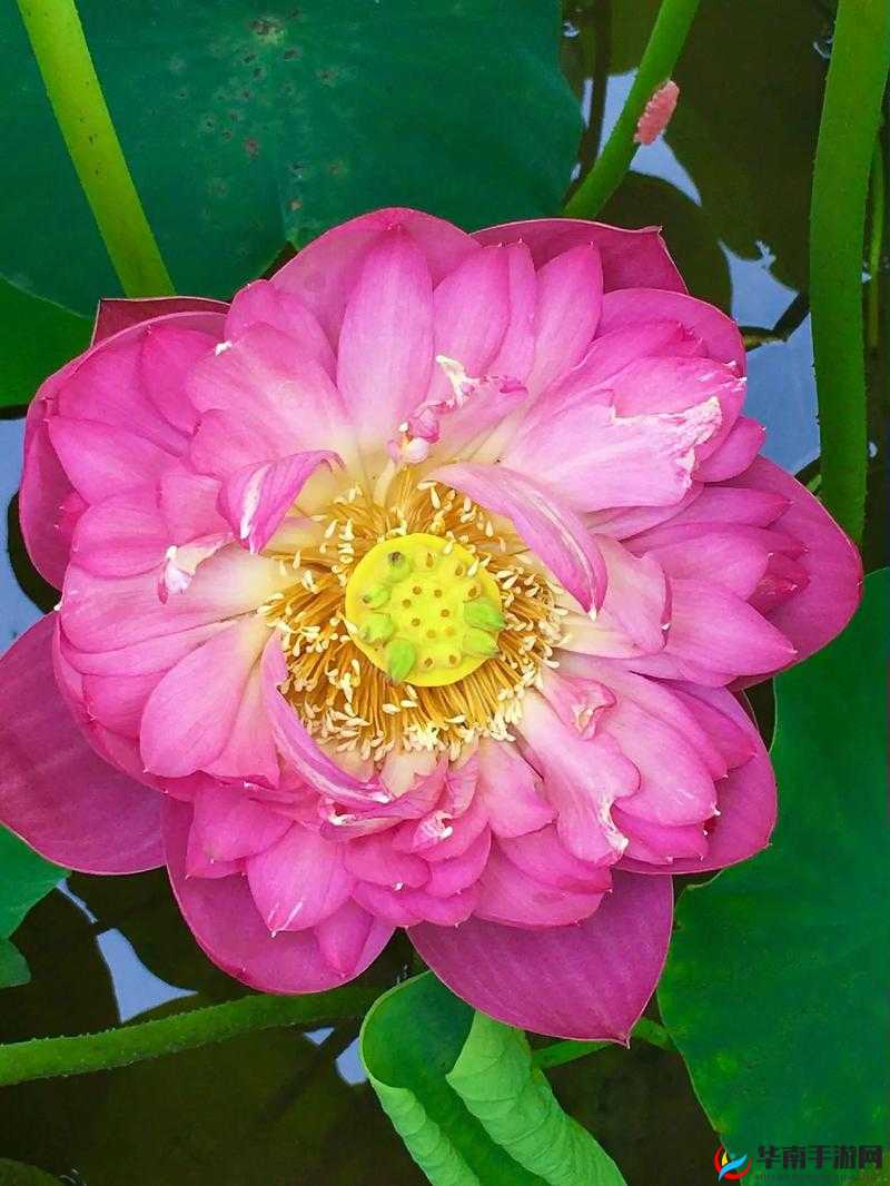 探寻肉莲花独特魅力及背后的文化内涵