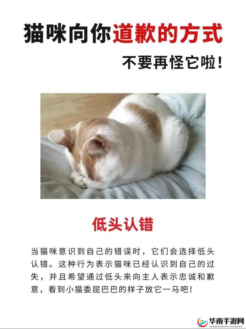 猫咪找不到了怎么办：主人心急如焚的紧急应对之策