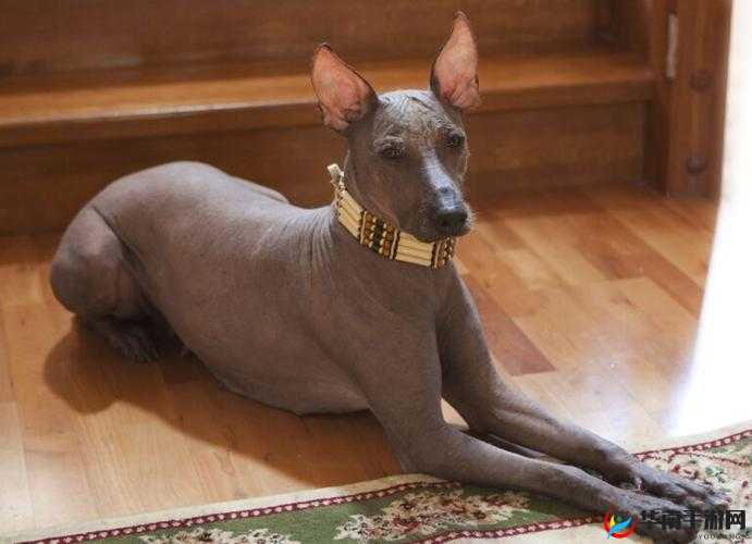 欧美无毛：探索无毛之美