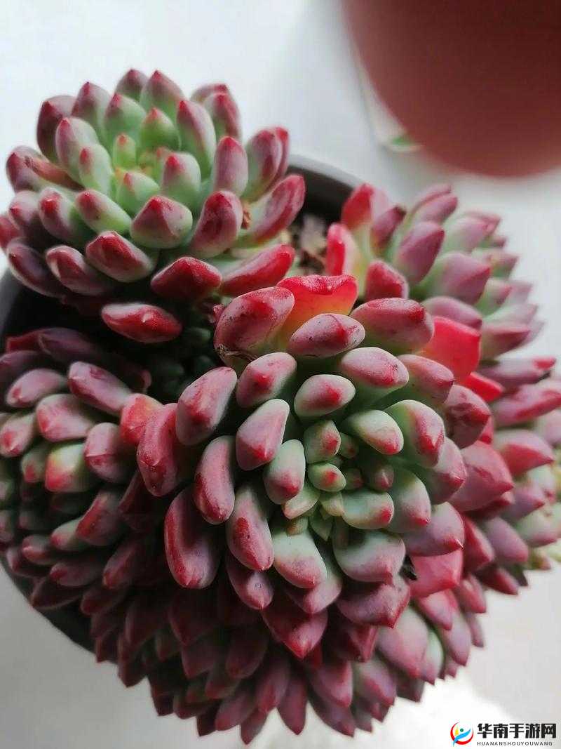 整篇都是车的多肉 1V4：一场多肉与 4 者的激情碰撞