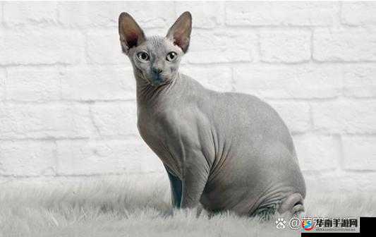 无毛 XXX69 独特魅力引发的精彩探索