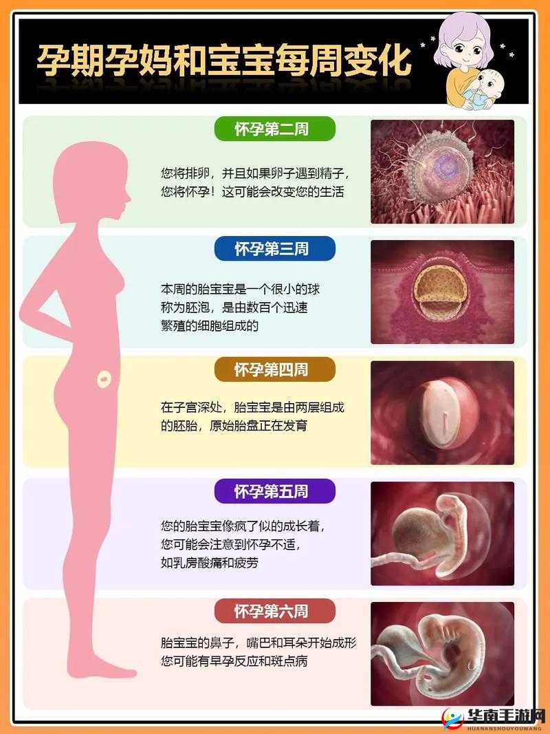 产子岛每周怀孕生育 7 次这一现象背后的原因及影响探讨