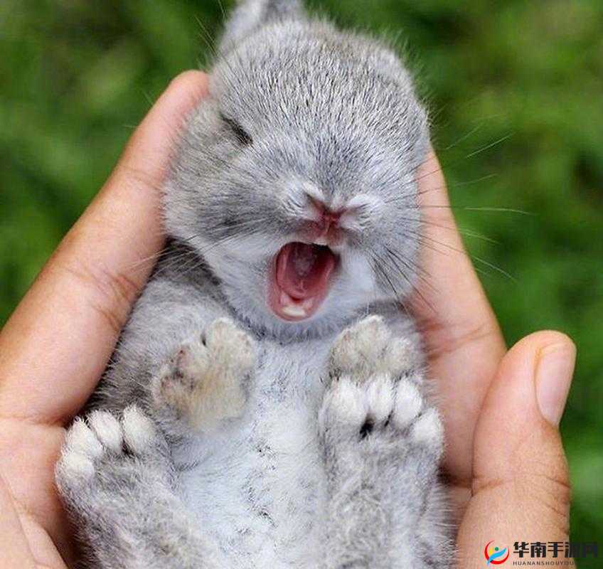 男生咬小兔兔时内心复杂情绪的细腻展现与剖析