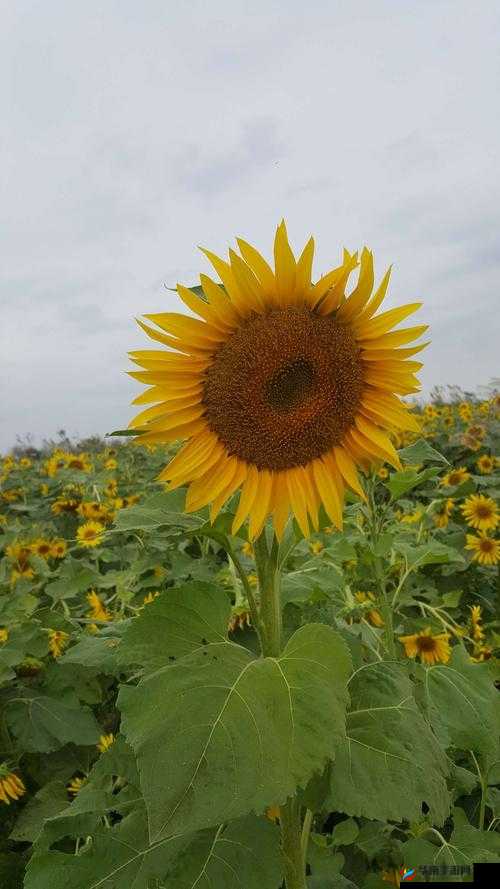 一级黄比比片:独特视角下的奇妙呈现