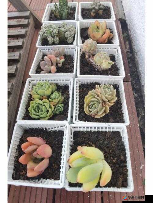 1v3 多肉多车：一场惊心动魄的多肉植物与车辆的奇妙邂逅