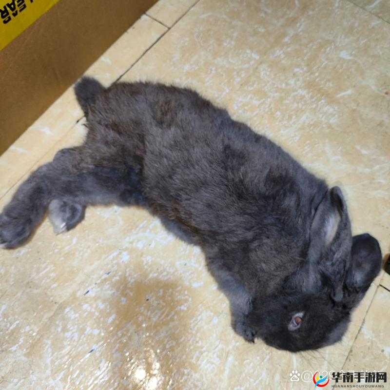 衬衫里的小兔子蹦来蹦去：一场充满童趣的奇妙冒险