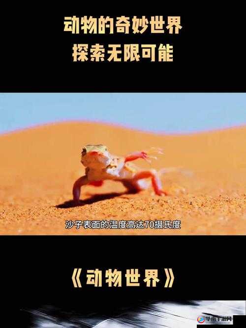 神久久带你探索奇妙世界的无限可能