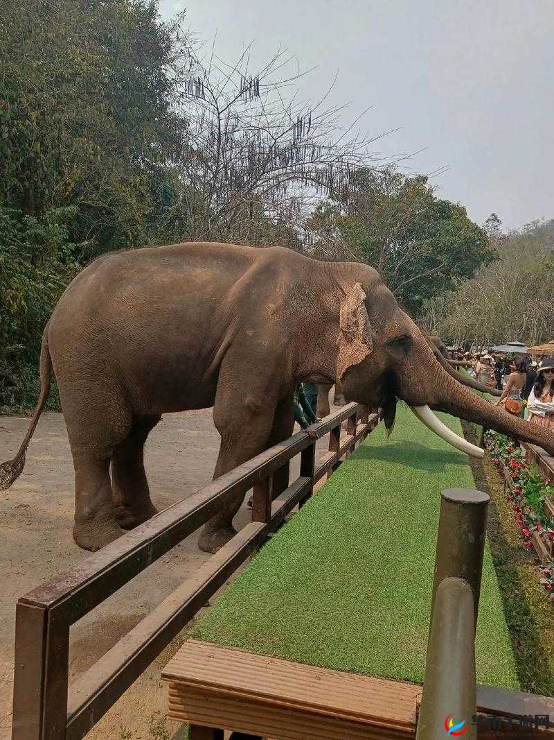 大象视频嫩草研究院：探索精彩视频世界的奇妙之旅