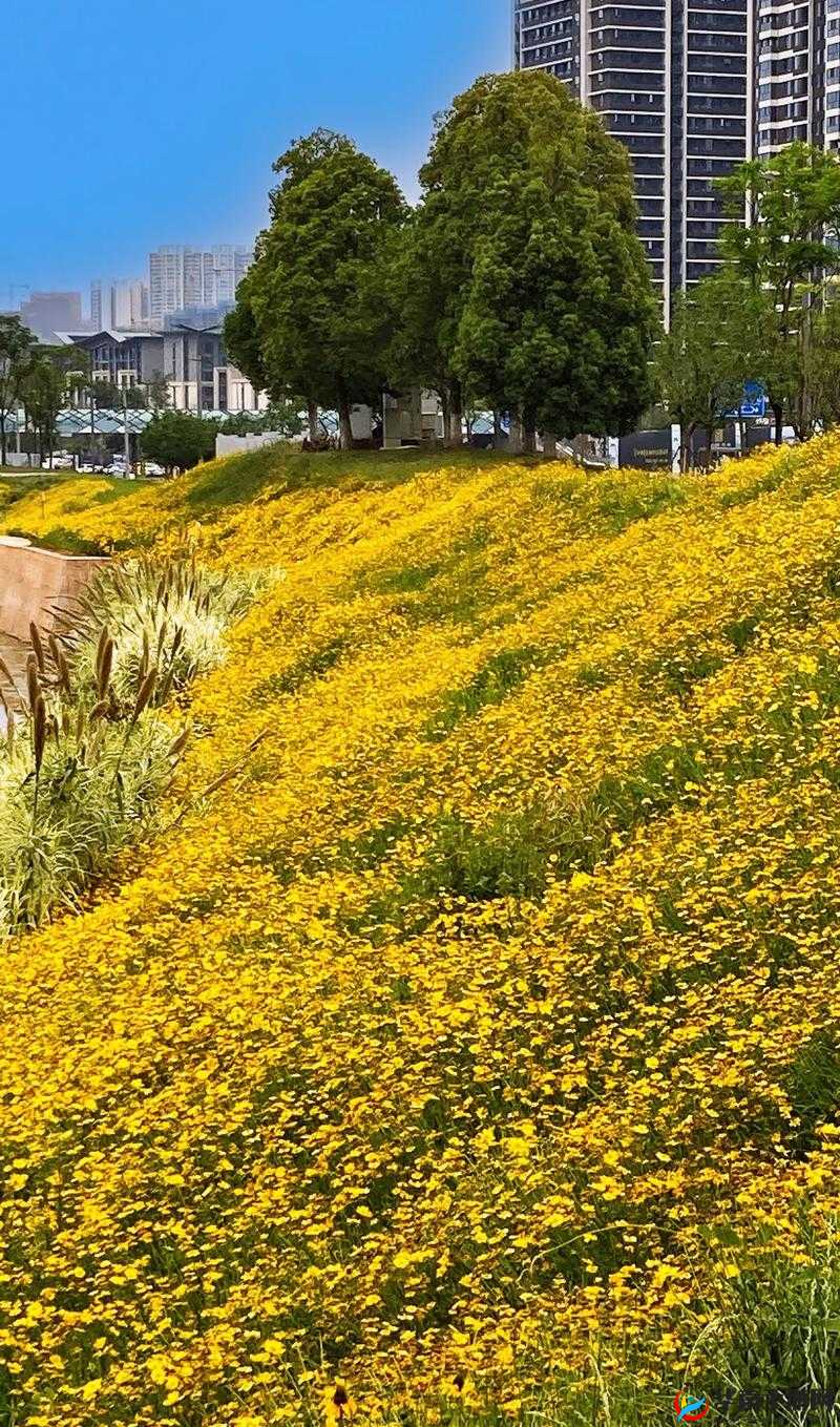 野花韩国高清完整版在线视频：畅享精彩大片无需寻觅