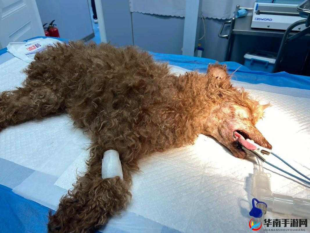 人狗胶配方大全：狗狗图片中的神秘世界