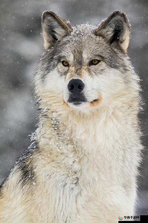 亚洲 av 狼的私密生活大揭秘：探寻狼性背后的故事