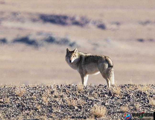 老狼在无人区的表现：历经艰险后成功求生