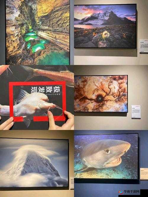 国产一级—片内射视频播放蘑菇：探索未知的世界